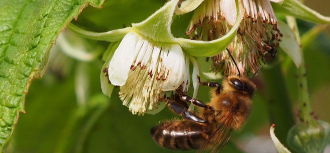 Пчела на цвету малине